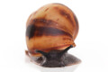 Archachatina marginata marginata Cameroon juvenil